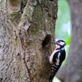 Cute Woodpecker on tree. Green forest background. Royalty Free Stock Photo