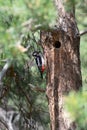 A woodpecker sits on the trunk of a tree near a hollow Royalty Free Stock Photo