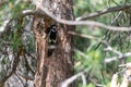 A woodpecker sits on the trunk of a tree near a hollow Royalty Free Stock Photo