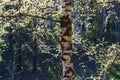 A woodpecker is sitting on a birch.