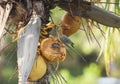 Woodpecker Sitting on a Coconut