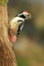Woodpecker sitting on old tree Royalty Free Stock Photo