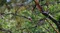 Woodpecker sitting on a tree branch in autumn.