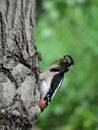 Woodpecker sitting on a tree eating insect