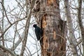 Woodpecker sitting on the tree