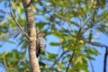 Woodpecker sitting on a tree