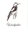 Woodpecker sketch vector illustration.