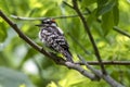 Woodpecker Southwestern Ontario, Canada