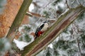 Woodpecker