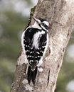 Woodpecker Stock Photo. Male close-up climbing tree trunk and displaying feather plumage in its environment and habitat in