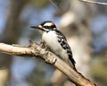 Woodpecker Stock Photo and Image. Male close-up profile view perched on a tree branch and in its environment and habitat in the