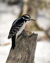 Woodpecker Stock Photo. Male close-up profile view perched on a stump in its environment and habitat in the forest with a blur
