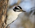 Woodpecker Stock Photos. Close-up head shot profile view climbing tree trunk and displaying feather plumage in its environment and