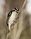 Woodpecker Stock Photos. Male woodpecker climbing tree branch with open beak displaying tongue, in its environment and