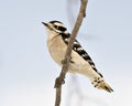 Woodpecker Stock Photos. Close-up profile view female bird perched on tree branch and displaying feather plumage in its