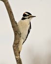 Woodpecker Stock Photos. Close-up profile view perched on a tree branch with blur background in its environment and habitat.