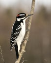 Woodpecker Stock Photos. Close-up profile view perched on a tree branch with blur background in its environment and habitat.