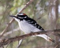 Woodpecker Stock Photos. Male close-up perched on tree branch and displaying feather plumage in its environment and