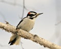 Woodpecker Stock Photos.  Close-up profile view perched on a tree branch half closed eye with blur background in its environment Royalty Free Stock Photo