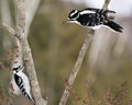 Woodpecker Stock Photos. Woodpecker couple close-up profile view perched on tree branch in their environment and habitat in the