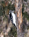 Woodpecker Stock Photos. Female drumming on a tree trunk and displaying feather plumage in its environment and habitat in the