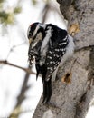 Woodpecker Stock Photos. Male close-up profile view climbing tree trunk and cleaning fluffy wings in its environment and habitat Royalty Free Stock Photo
