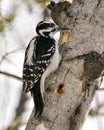 Woodpecker Stock Photos. Male close-up profile view drumming a hole in a tree trunk and displaying feather plumage in its