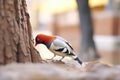 woodpecker tapping on a deadwood trunk