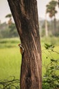 Woodpecker on the tree , birds photography