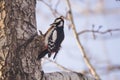 Woodpecker on a tree branch. Close-up. Royalty Free Stock Photo