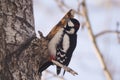 Woodpecker on a tree branch. Close-up. Royalty Free Stock Photo