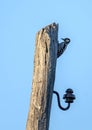 A woodpecker on a tree