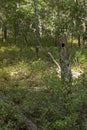 Woodpecker Tree Hole in Forest Royalty Free Stock Photo