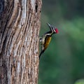 Woodpecker in tree of Indian forest