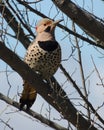 Male Yellow Shafted Northern Flicker Colaptes aura