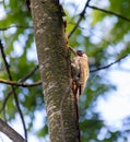 Woodpecker on a tree