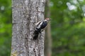 Woodpecker on a tree in a park Royalty Free Stock Photo