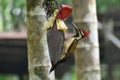 Greater flame back female woodpecker in nature