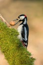 Woodpecker with walnut in the beak Royalty Free Stock Photo