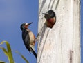 Woodpeckers Royalty Free Stock Photo