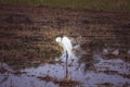 Woodpeckers cleaning themselves with rice field water