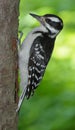 Woodpeckers are part of the family Picidae