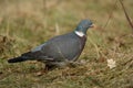 Woodpigeon Royalty Free Stock Photo