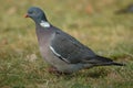 Woodpigeon Royalty Free Stock Photo