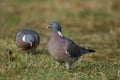 Woodpigeon Royalty Free Stock Photo