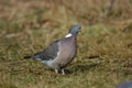 Woodpigeon Royalty Free Stock Photo