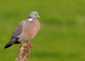 Woodpigeon Royalty Free Stock Photo