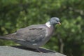 Woodpigeon Royalty Free Stock Photo