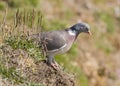 Woodpigeon ( Columba oenas ) Royalty Free Stock Photo