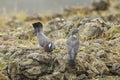 Woodpigeon - Columba palumbus Royalty Free Stock Photo